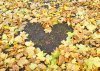 we_love_autumn_1-m0ri-com1.jpg